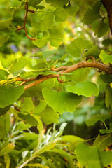 A branch with leaves on it