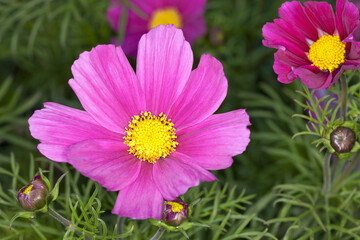 Obraz premium A close up of a flower