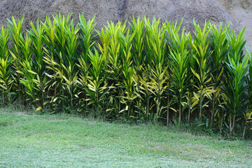 Beautiful Croton trees with green, yellow leaves in the garden. Codiaeum  variegatum (L) Rumph.ex...