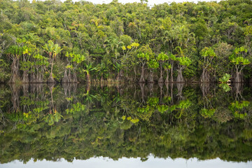 tropical rain forest is reflected in calm water