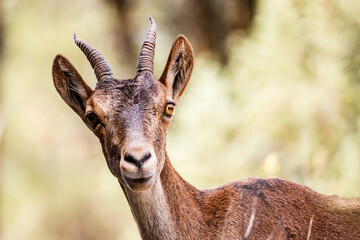 Close-up of mountain goat in Ruidera