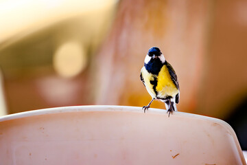 Parus major perched on plastic chair