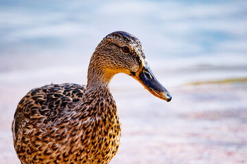 Close-up of a duck in the Ruidera Lagoons