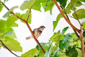 Passer domesticus in the branches of a tree
