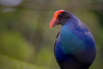 Purple Swamphen (Porphyrio porphyrio) on grass