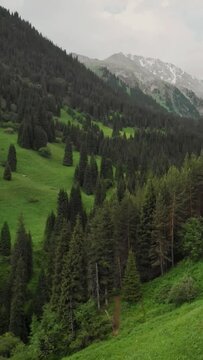 Aerial of Forest spruce in the Mt Evans Colorado USA