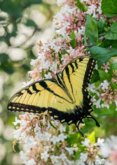 Yellow Swallowtail in Early Spring
