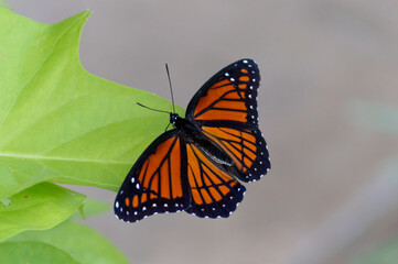Orange Monarch on Potato Vine