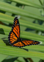 Vibrant Monarch on Palm Leaf
