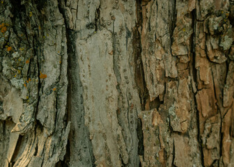 Tree Bark Detail at Pond