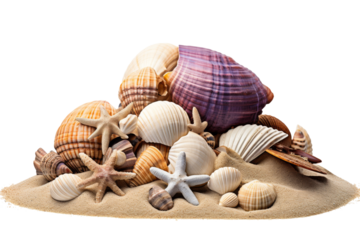 A collection of various sea shells arranged in a pile on top of a sandy beach, under the bright sun. The shells vary in size, shape, and color. On PNG Transparent Clear Background.
