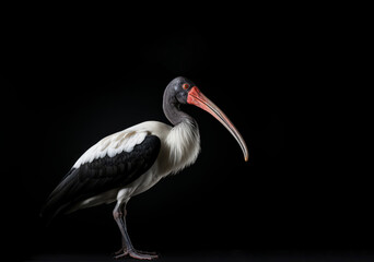 Obraz premium A black and white bird with a long beak standing in front of a black background.