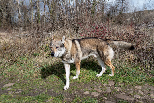 Czechoslovakian wolf breed dog, male, in the field.