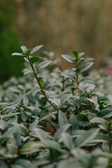 Plant for landscape design, creating decorative hedge, sculptures, designing paths, dividing the garden plot into zones. Green bush with small leaves. Evergreen perennial shrub. High quality photo