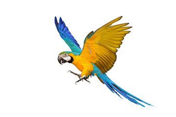 Colorful flying Blue and Gold Macaw parrot isolated on transparent background png file