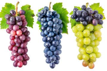 Three Bunches of Grapes With Green Leaves. Three bunches of grapes with vibrant green leaves, showcasing the fruit in different stages of ripeness. On PNG Transparent Clear Background.
