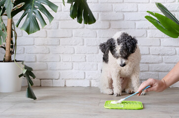 cute dog using lick mat for eating food slowly - obrazy, fototapety, plakaty