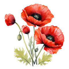 Timeless Red Poppy Watercolor Illustration