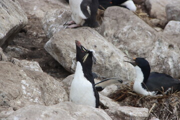 Fototapeta premium Southern Rockhopper Penguin (Eudyptes chrysocome), New Island, Falkland Islands.