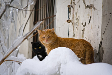 Red and black street cats on the background of the seine of an old house, among snowdrifts.