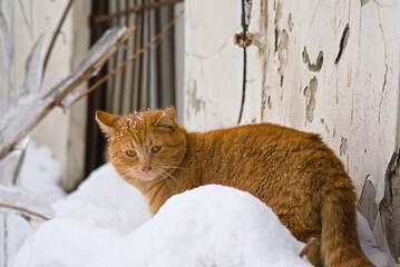 A red cat among snowdrifts on a frosty winter day.