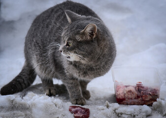 A grey street cat eats treats in the form of pieces of raw meat against the background of a snowdrift.