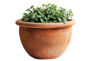 Potted Plant With Green Leaves. A potted plant with lush green leaves is appears healthy and vibrant, standing out in its simplicity. On PNG Transparent Clear Background.