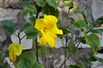 Beautiful closeup of yellow lily flower with plant.