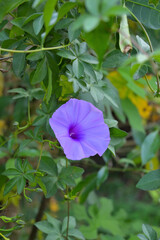 Close up of purple flower on plant.