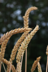 Fototapeta premium Close-up of golden dry wheat ears in the field. Wheat field ready to harvest on summer. Triticum