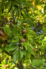 Regional Fruit Cheeku on plant.