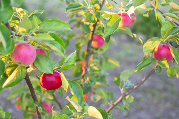 Ripe red apples grow on an apple tree branch in an orchard. Growing healthy sweet fruits