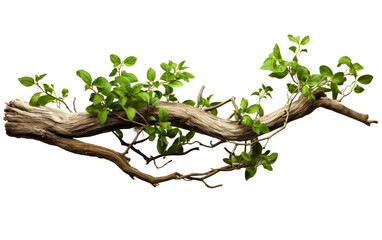 .A branch of a tree covered with vibrant green leaves is featured in this scene. The leaves are healthy and lush, basking in the sunlight. On PNG Transparent Clear Background.