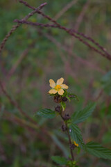 Macro shot of vibrant yellow flower.