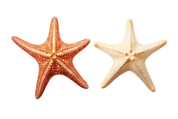 Two Starfish. Two vibrant starfishes are displaying their distinctive five arms, showcasing their unique shape and texture. On PNG Transparent Clear Background.