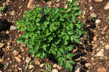 Parsley plant growing in the vegetable garden. Petroselinum crispum on summer