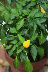 Close-up of fresh yellow mini peppers on plant in a terracotta pot