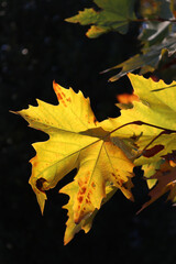 Platanus acerifolia. Plane tree in autumn with yellow leaves against black background