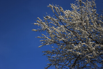 Prunus spinosa in bloom on springtime. Blackthorn tree with beautiful white flowers