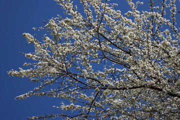 Prunus spinosa in bloom on springtime. Blackthorn tree with beautiful white flowers