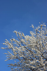 Prunus spinosa in bloom on springtime. Blackthorn tree with beautiful white flowers