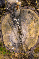 Stump close up texture