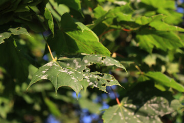 Disease on green leaves of Acer Saccharum. Gray spots on Maple leaves on tree in the garden 
