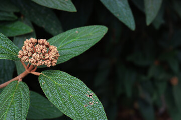 Brown Viburnum rhytidophyllum blossoms on branch. Viburnum bush in bloom in springtime