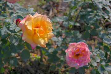 Close up of Red and Pink Roses.