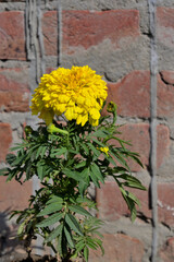 Picture of vibrant yellow flower in backyard of home.