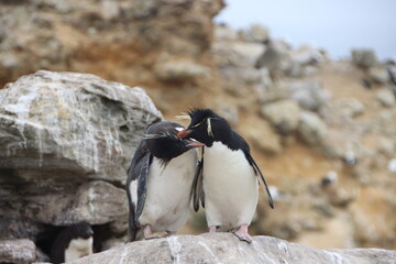 Southern Rockhopper Penguins (Eudyptes chrysocome), New island, Falkland Islands.