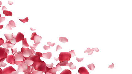 transparent background with pink and purple rose petals