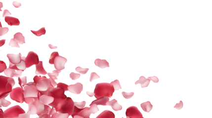 transparent background with pink and purple rose petals