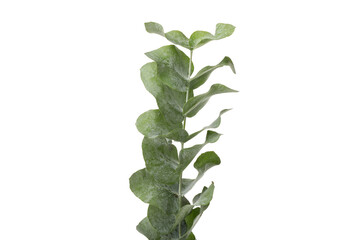 PNG, fresh flower, isolated on white background.